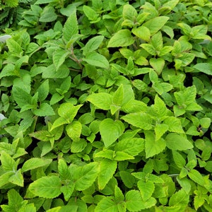 May include: A close-up view of a patch of green leafy plants. The plants have a vibrant green color and are densely packed together.