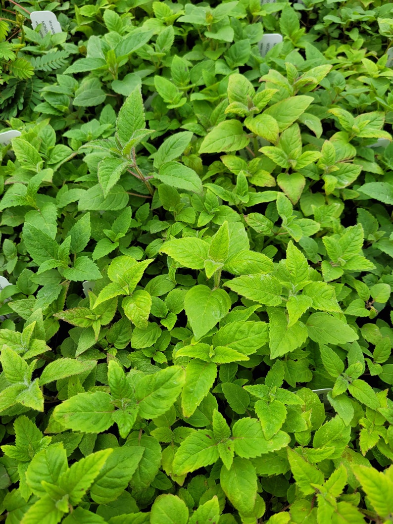 May include: A close-up view of a patch of green leafy plants. The plants have a vibrant green color and are densely packed together.