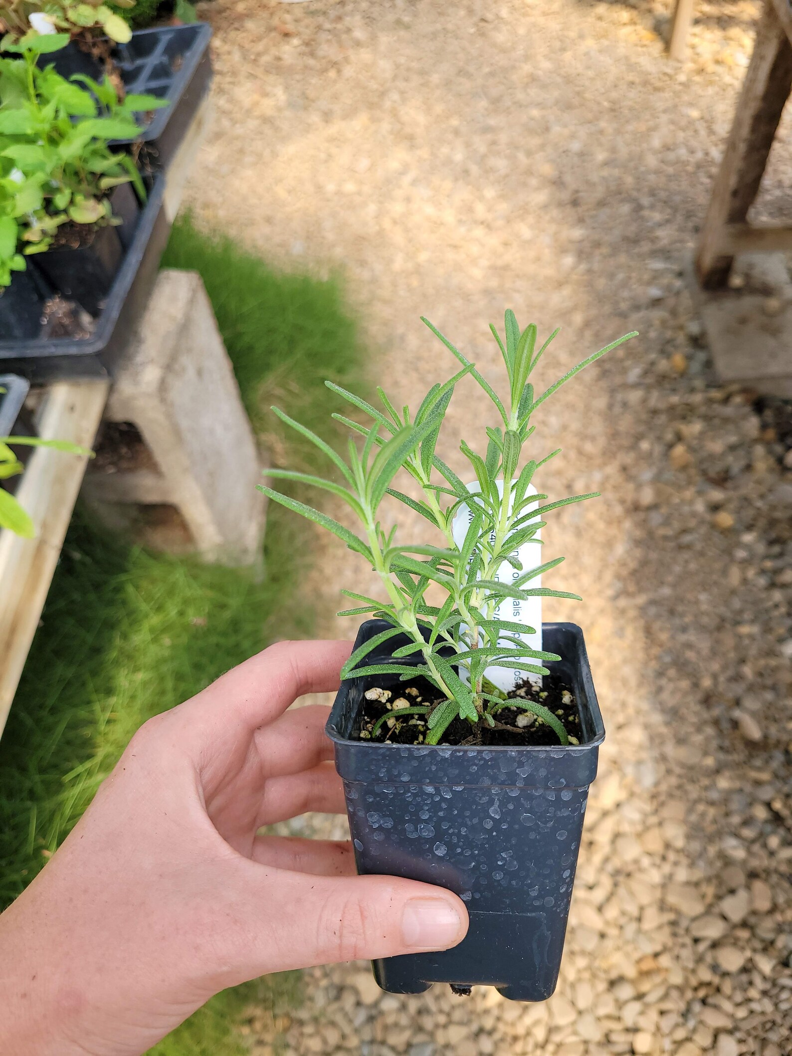 Rosmarinus officinalis 'Arp' ARP ROSEMARY Live Plant Etsy