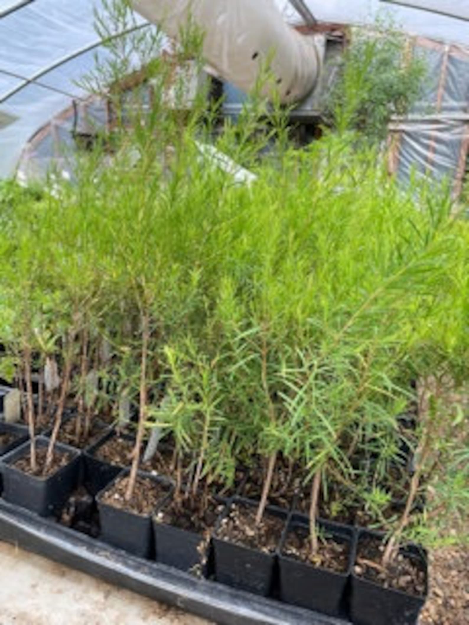 Melaleuca alternifolia Australian Tea Tree Live plant in 2.5 Etsy