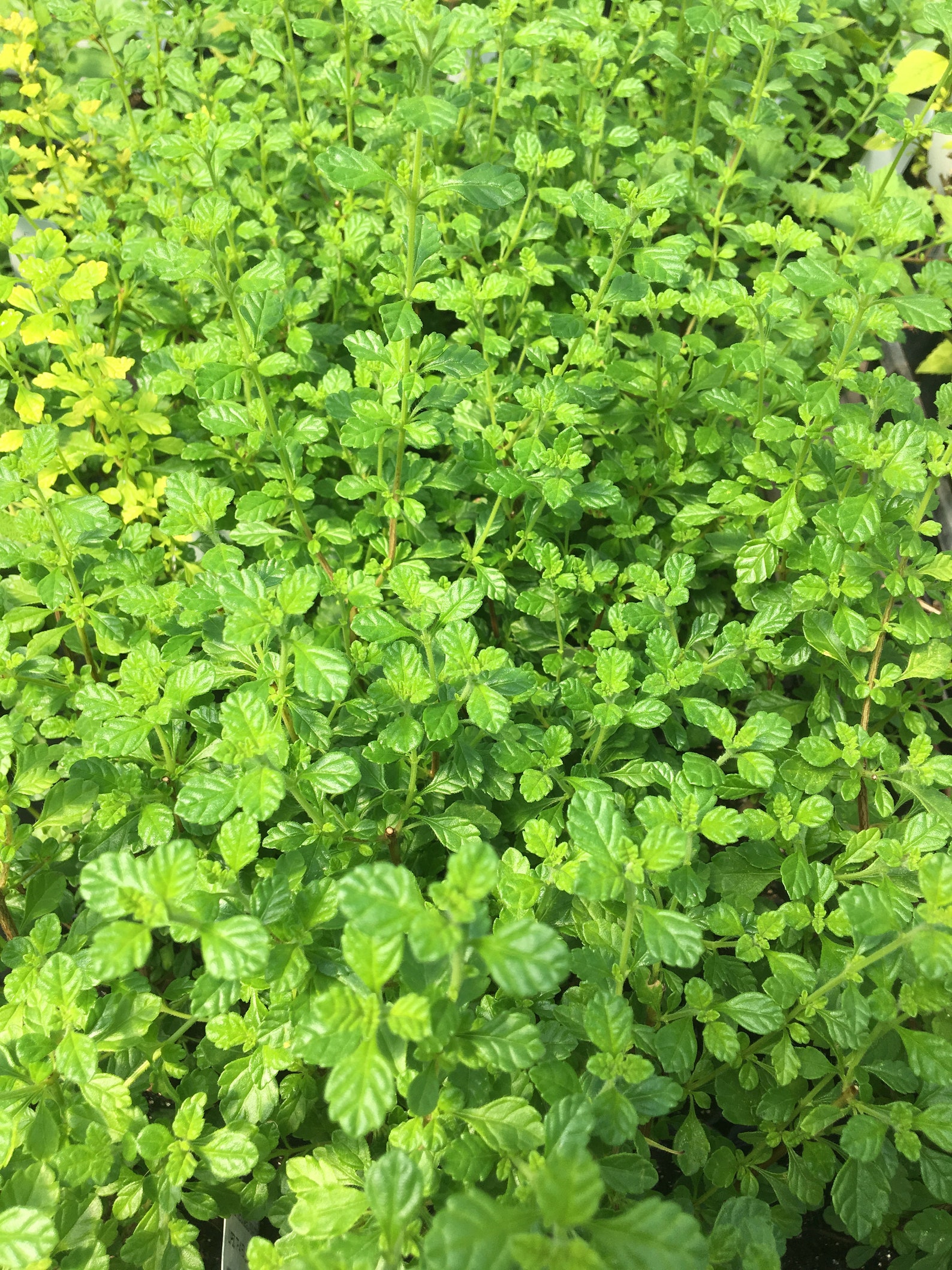 Lippia Micromera Jamaican Oregano LIVE PLANT 2.5 Inch Pot Etsy