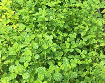 Lippia micromera Jamaican Oregano plant in 4 inch pot