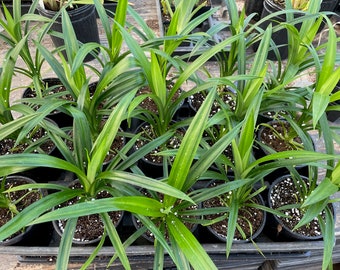 Pandanus amaryllifolius Pandan Grass 4 inch pot Asian Vanilla