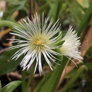 Sceletium sp. Kanna LIVE PLANT Live Succulent Plant in 2.5 inch pot