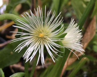 Sceletium sp. Kanna LIVE PLANT Live Succulent Plant in 2.5 inch pot