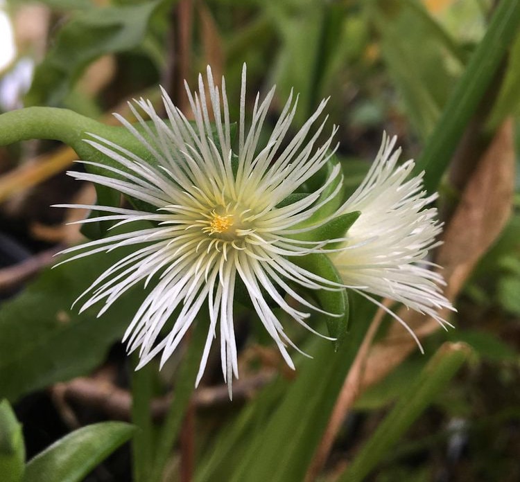 1 / 3 Kanna　15ｇ　カンナ　Sceletium tortuosum Sceletium Sp. Kanna LIVE PLANT Live Succulent Plant in 2.5 Inch
