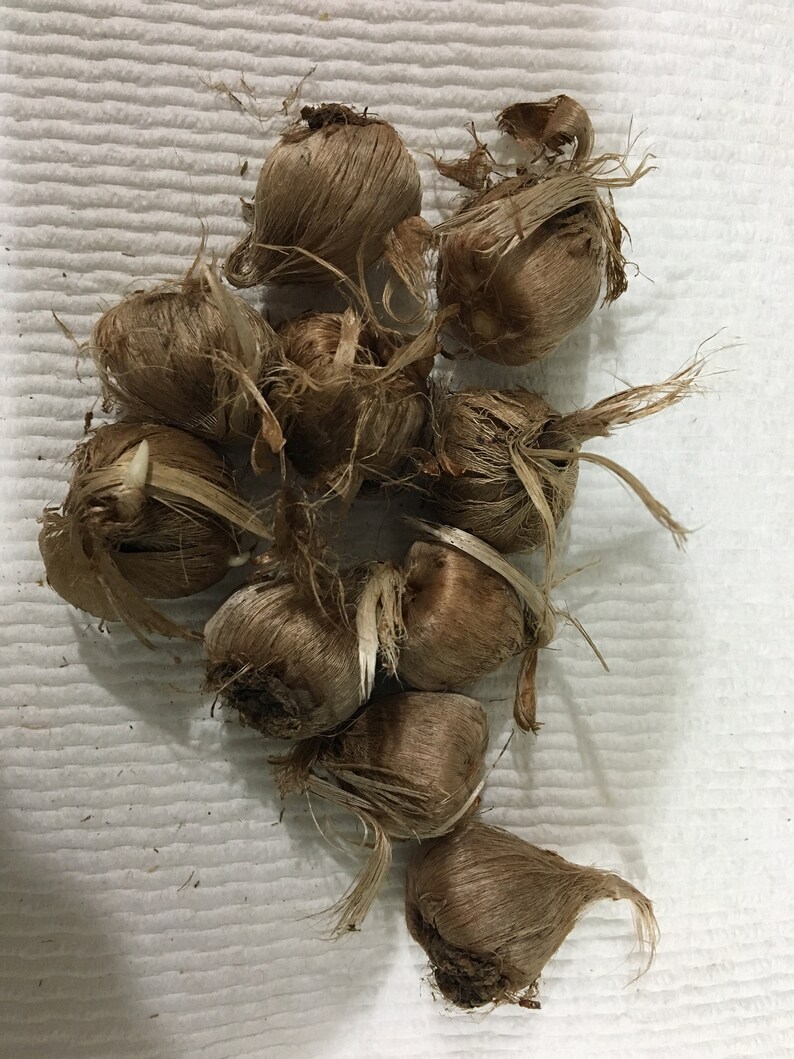 Crocus Sativus Bulbs SAFFRON CROCUS 12 Bulbs Ready to Plant Etsy