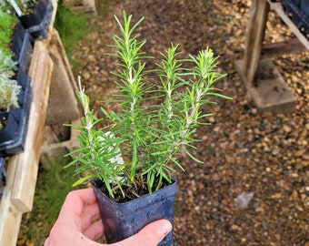 Rosmarinus off. 'Blue Spire' Blue Spire Rosemary LIVE Plant in 2.5 Inch Pot