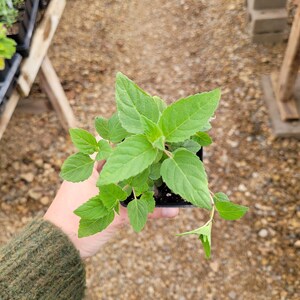 May include: A small green plant with many leaves in a black plastic pot. The plant is being held by a hand wearing a green sweater.