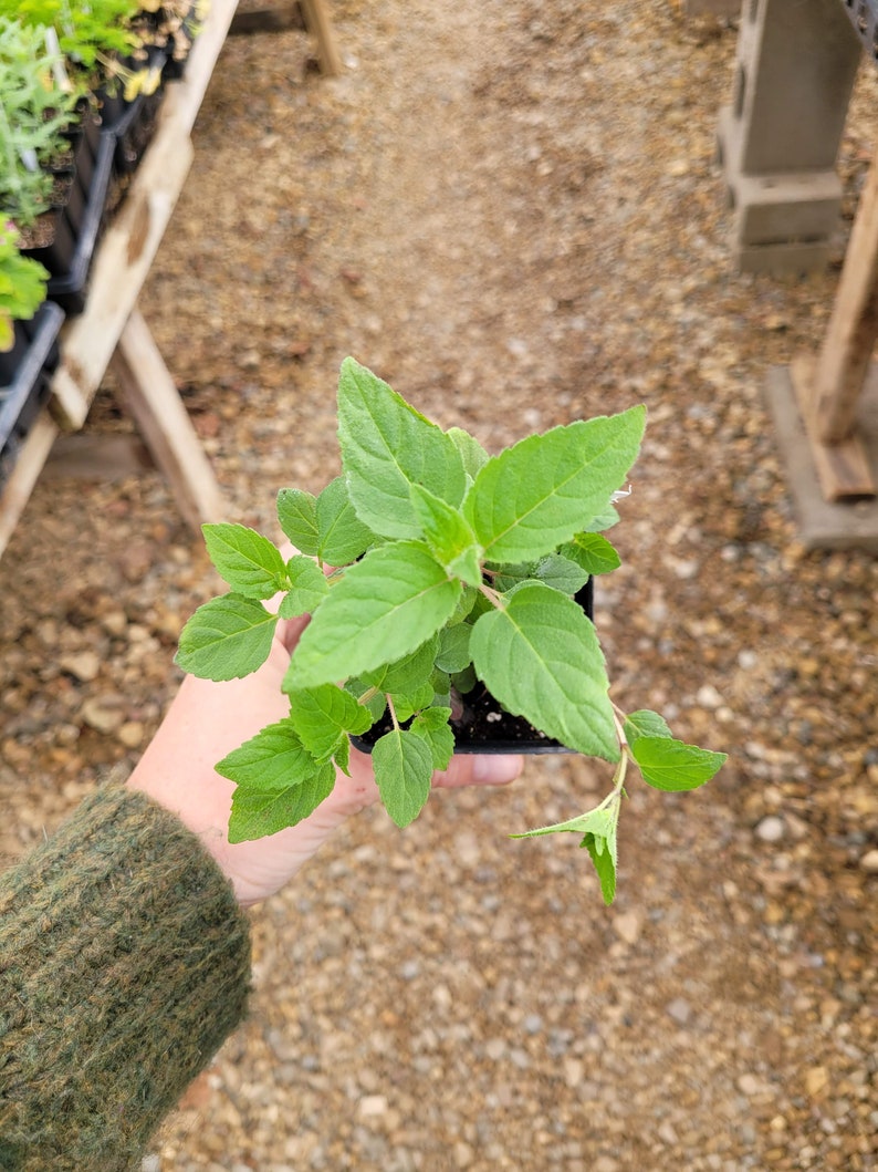 May include: A small green plant with many leaves in a black plastic pot. The plant is being held by a hand wearing a green sweater.