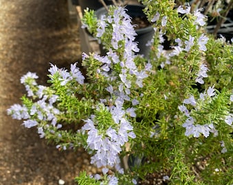 Rosmarinus off. 'Blue Boy' Rosemary plant in Gallon Pot