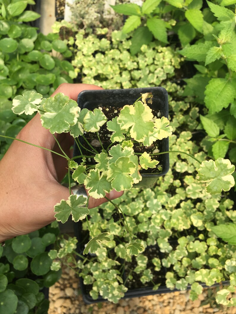 Hydrocotyle sibthorpioides 'Crystal Confetti' Variegated Pennywort plant in 2.5 inch pot image 3