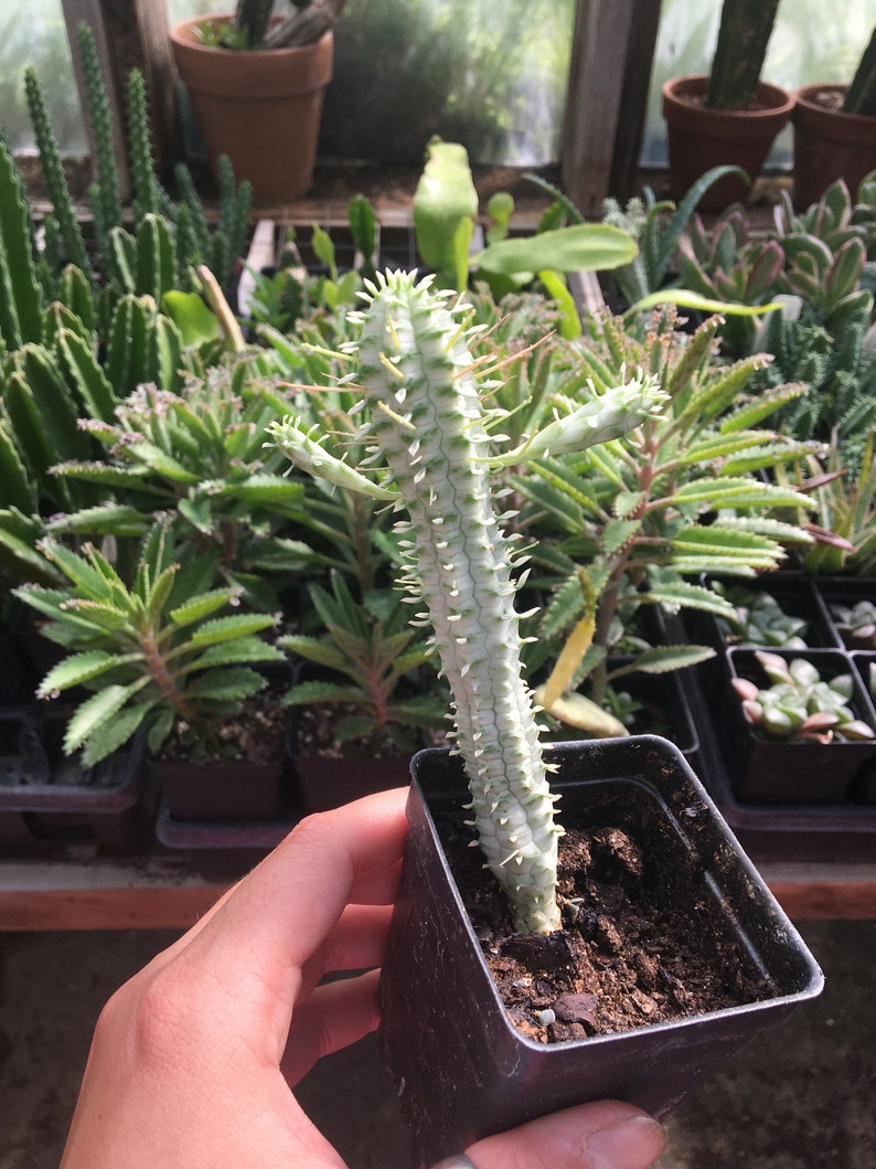 Euphorbia Mammilaris Variegata Corn Cob Cactus Succulent Etsy