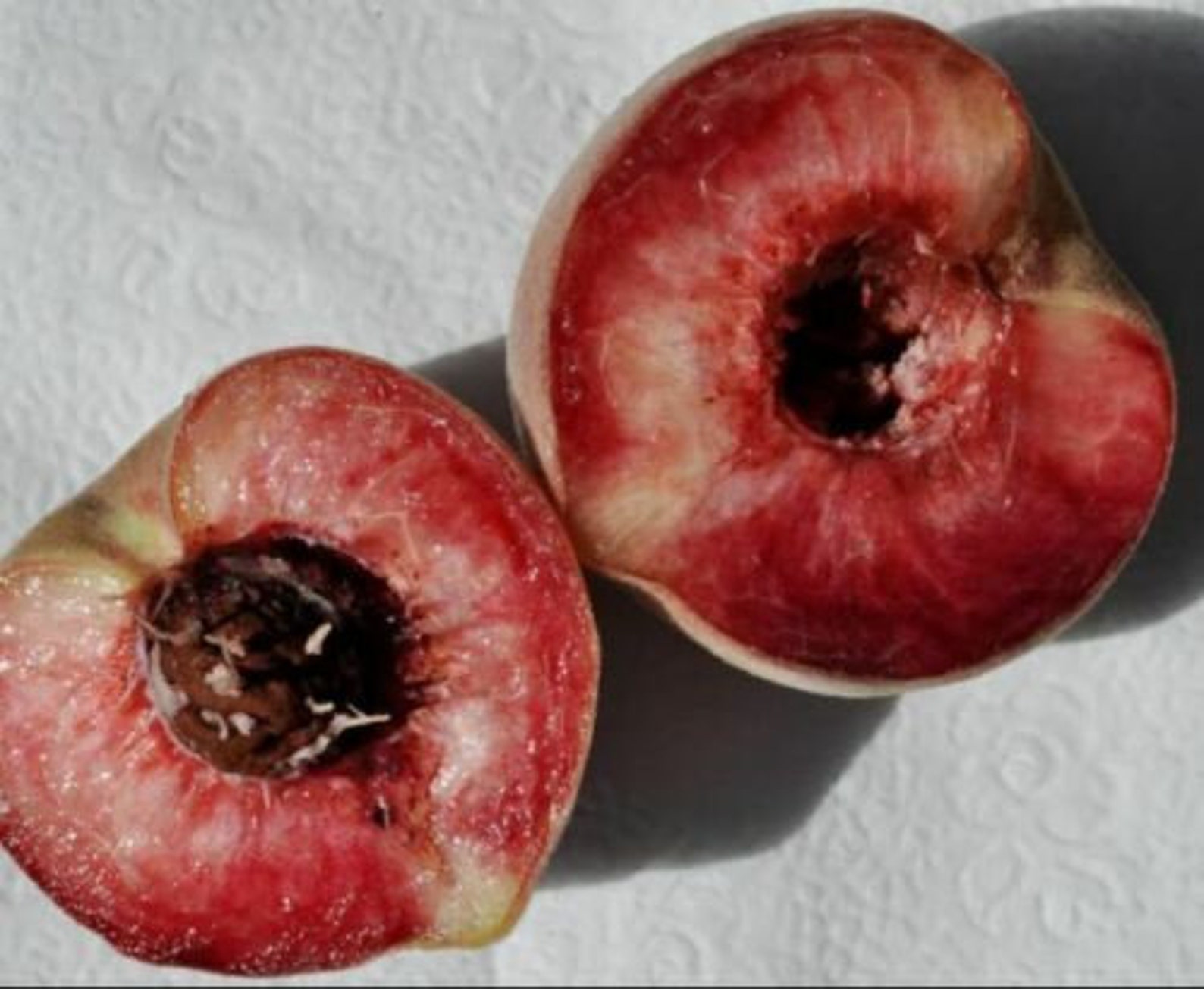 Indian Blood Peach Tree 23' ROOTED TREE Plant NOT Etsy