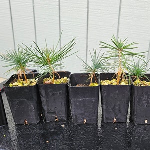 5 (JBP) Japanese Black Pines Pinus Thunbergii