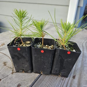 May include: Three small pine tree saplings in black plastic pots. The saplings have bright green needles and are planted in soil. Each pot has a red dot on the front. The pots are sitting on a weathered wooden surface.