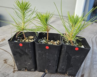 3 Japanese Red Pine Seedlings: Rare Pinus Densiflora