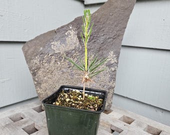 Japanese Black Pine Pinus Thunbergii 1.5 year old Free Ship