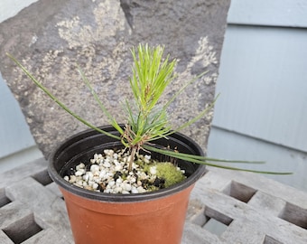 Japanese Red Pine Pinus Densiflora 1 year old