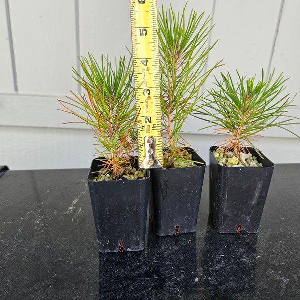 3 Japanese Black Pines JBP 1 yr old  (Pinus Thumbergii)