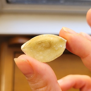 Calcite x fossil shell- Clams pit, Florida