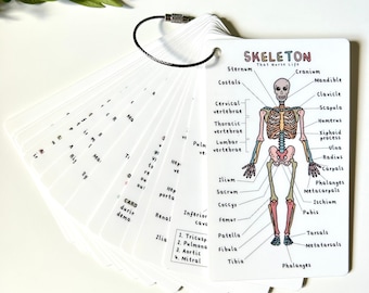 Anatomy Bundle Flashcards