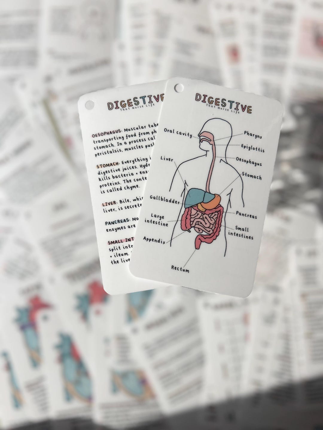 5. Digestive Anatomy Flashcards - Etsy