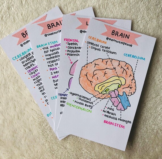 Neuro Anatomy Flashcards Etsy