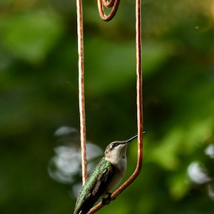 May include: A small green hummingbird perched on a copper wire feeder with a spiral design. The bird is facing to the right and looking up.