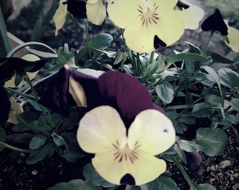 Pansies