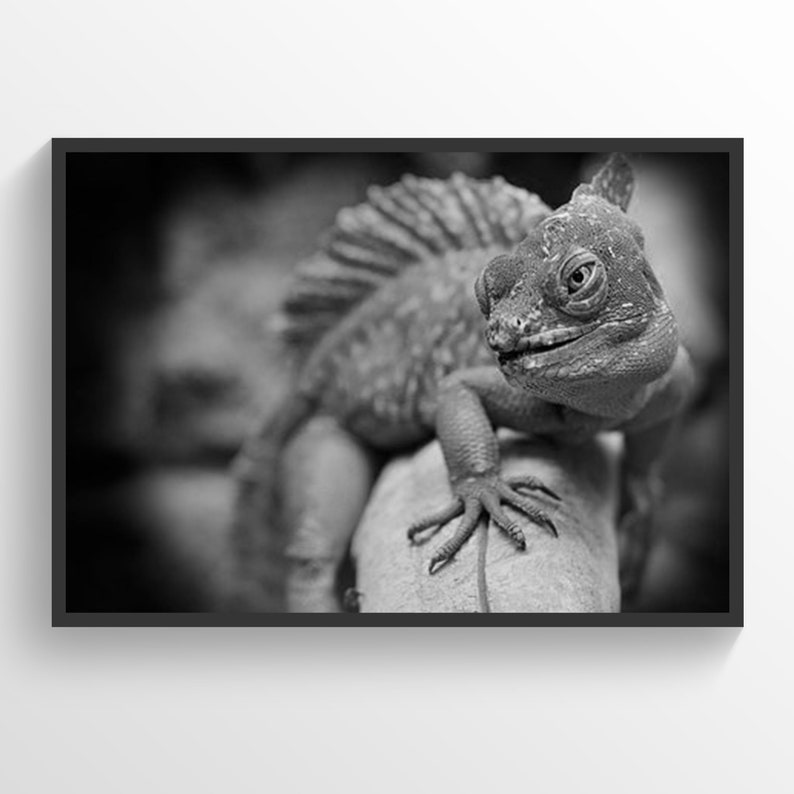 Exotic Lizard Poster, Reptile Print, Exotic Zoology, Lizard Print