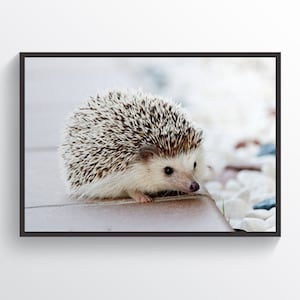 Cute Little Hedgehog Poster, Hedgehog Print, Kids Room Decor, Children Room Decor, Nursery Print, Nursery Wall Art, Hedgehog Photo