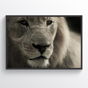 Beautiful Lion Print Lion Poster Home Decor Living Room Decor Lions Wall Art Kids Room Wall Art Animal Print Lion Lover Gift Wild Cats Art