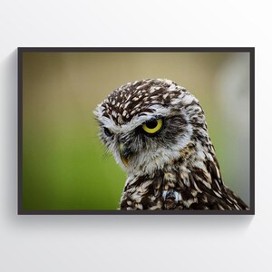 Little Owl Poster Owl Print Home Decor Birds Wall Art Birds Lover Print Hunter Gift Animals Print Burrowing Poster Animals Wall Art Bird Art