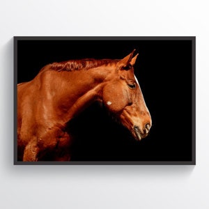 Beautiful Horse Print Horse Poster Home Decor Children Room Decor Horses Wall Art Kids Room Wall Art Animal Print Horse Lover Gift Horse Art