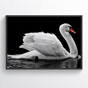 White Swan Poster Swan Print Home Decor Living Room Decor Husband Wife Gift Love Wall Art Wild Nature Wall Art Animals Print Girlfriend Gift