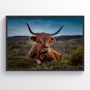 Highland Cow Poster, Modern Wall Decor, Highland Cow Print, Scotland Beef Print, Farmhouse Decor, Farm Wall Art, Cow Photo