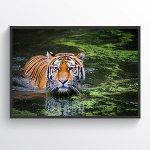 Tiger Print Tiger Poster Home Decor Living Room Decor Tiger Wall Art Wild Nature Wall Art Animals Print Boss Gift Office Decor Wild Cats