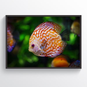Discus Fish Poster Fish Wall Art Fish Print Home Decor Fish Lover Gift Aquarium Fish Photo Animals Print Animals Wall Art Office Wall Decor