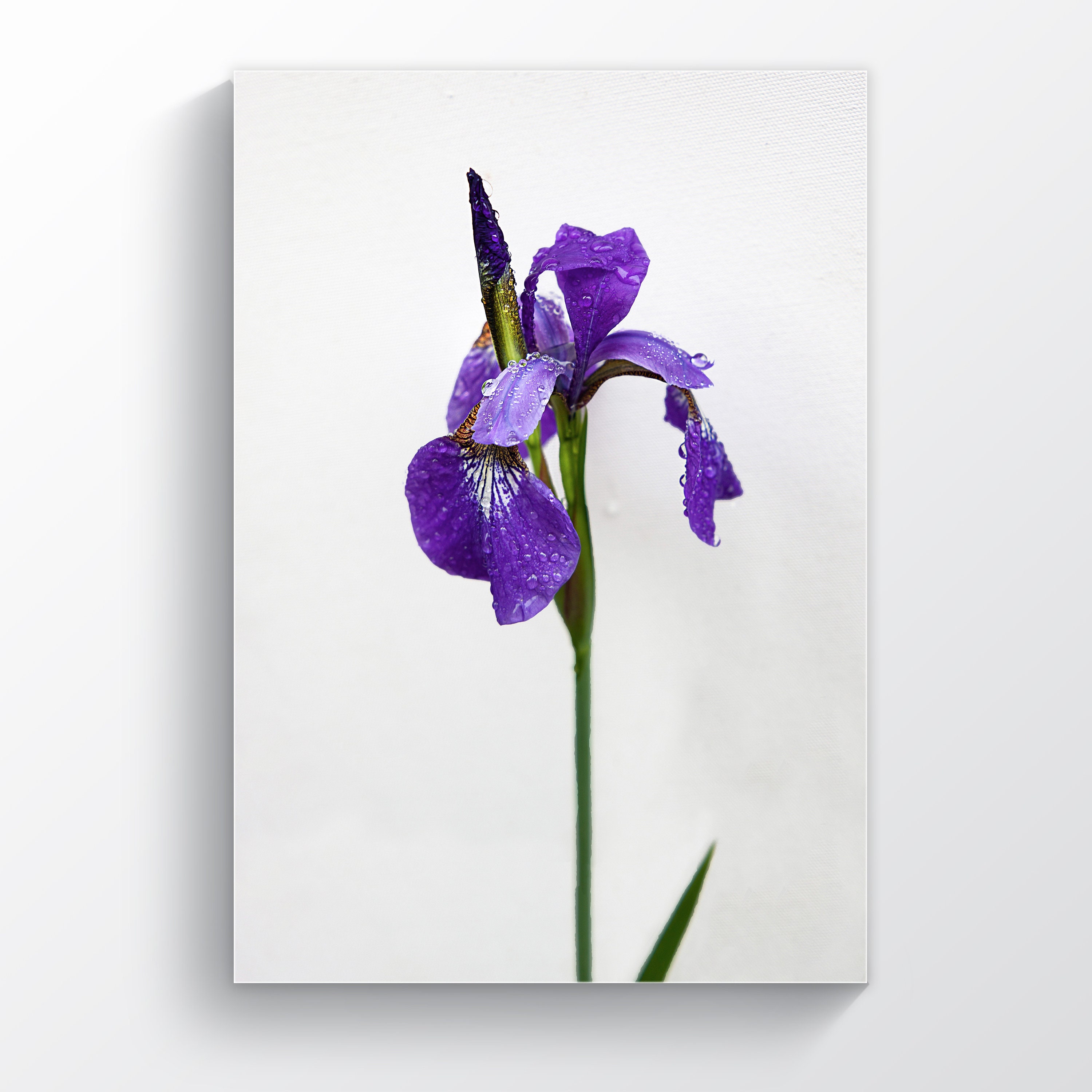 Iris Blumen Poster, Iris Poster, Iris Print, Botanische Minimalistische