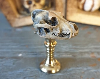May include: A small, detailed, white animal skull on a gold stand. The skull is on a wooden surface.