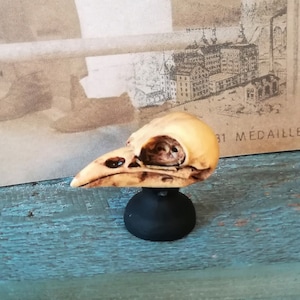 Bird Skull on Pedestal Raven Skull Dollhouse Skull 35x16mm Aged Paint Gothic Goth Spooky Halloween