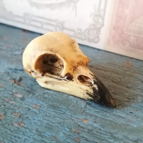 Bird Skull - Raven Skull Miniature Skull 35x16mm Aged Paint Gothic Goth Spooky Halloween Raven Skull Crow Raven eap edgar poe or on Pedestal