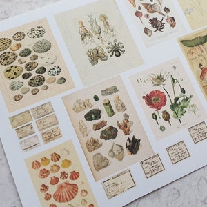 NO DIGITAL, echtes PAPIER Blatt mit antiken Zeichnungen Kabinett der Raritäten Natursammlung Miniatur Antikes Foto
