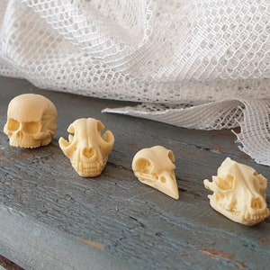 Set of 4 small Skulls Human Cat Wolf Bird Skull Dollhouse Miniatures  Miniature Human Skull Gothic Goth Spooky Halloween Miniature Oddities