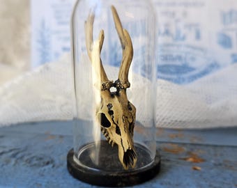 May include: A deer skull with antlers is encased in a glass cloche. The skull is off-white with dark spots, and the antlers are a light brown. A decorative band with dark accents encircles the base of the antlers. The cloche sits on a black base.