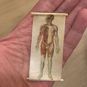 Può includere: Un grafico anatomico vintage del corpo umano, stampato su tessuto e montato su perni di legno. Il grafico mostra i muscoli e il sistema scheletrico di una figura maschile.