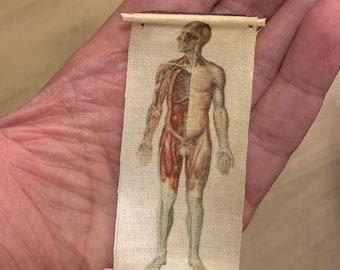 Póster en lienzo de anatomía humana en miniatura - Lámina escolar vintage (1:24)