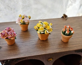 Miniature flowers pot house plants