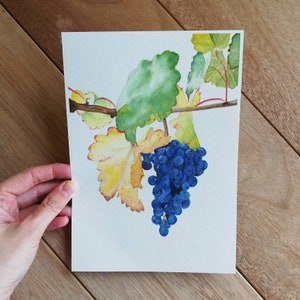 Trauben Malerei, aqwarell Aquarell Kunst, original Aquarell, Trauben Bild, Trauben Bild, Trauben Illustration, Aquarell
